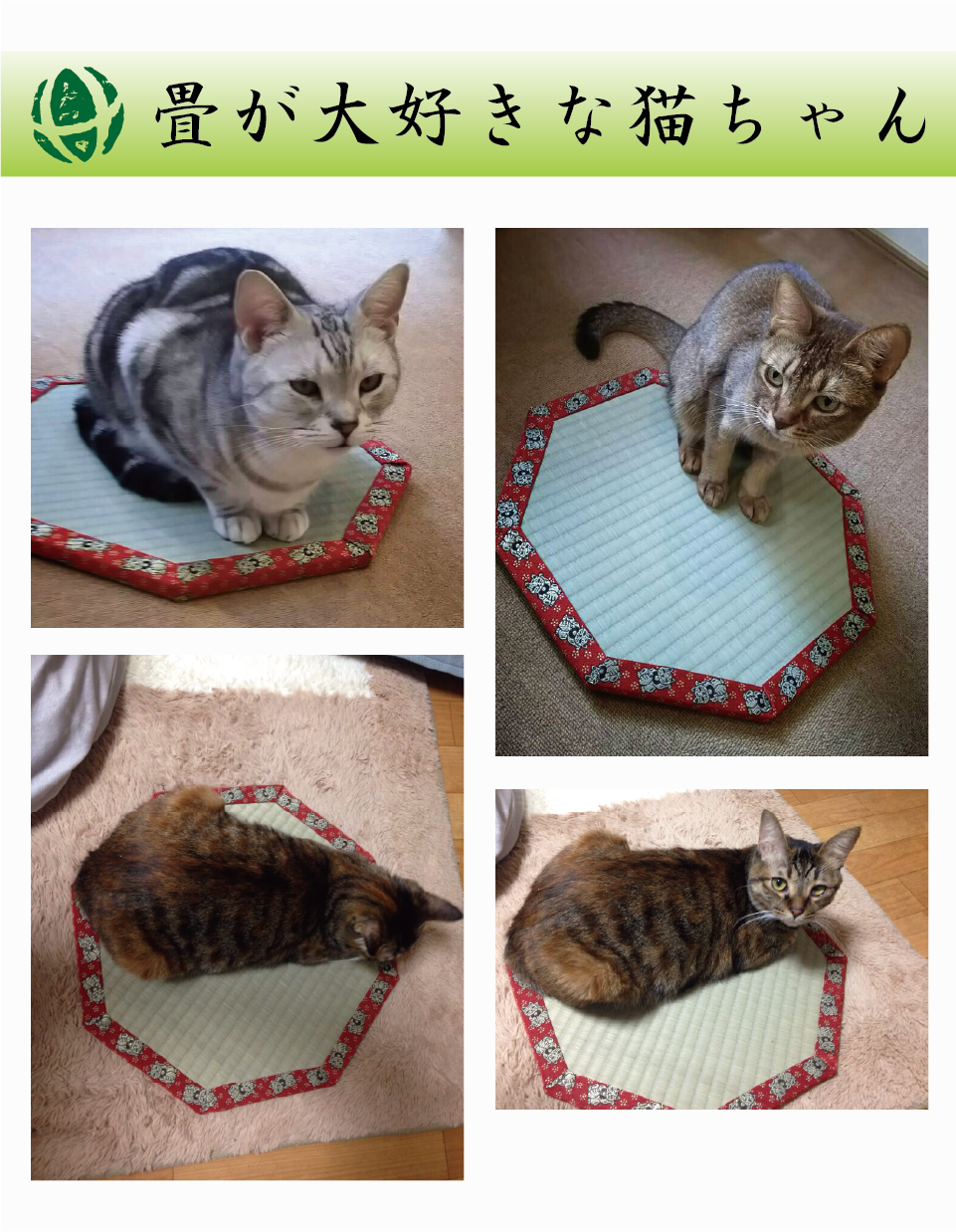 畳が大好きな猫ちゃん